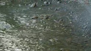 Dalgalar mavi gri ve kahverengi çakıl taşlarında yuvarlanır bir yaz günü gün batımında