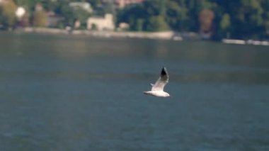 Yalnız beyaz bir martı, bir yaz günü Como Gölü 'nde gün batımında mavi suyun arka planında uçar. Uzakta görünen İtalyan evleri