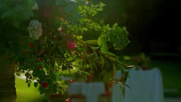 Sol Brilla Través Hermoso Ramo Rosas Blancas Rojas Otras Plantas — Vídeos de Stock