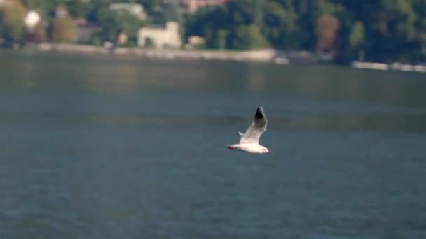 夏天的一天 日落时分 一只孤独的白色海鸥在蓝水的背景下在科摩湖上飞翔 远处看得见的意大利房屋 — 图库视频影像