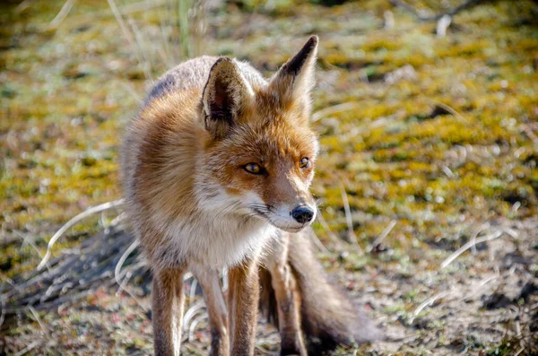 Mother Fox Dunes — Stock Photo, Image