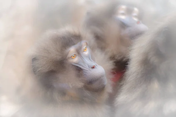Macacos Gelada Que Pulga Uns Aos Outros — Fotografia de Stock