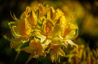 Açelya çiçeği açan güzel