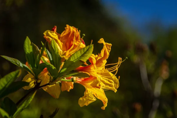 Krásná Azalka Květ Květu — Stock fotografie