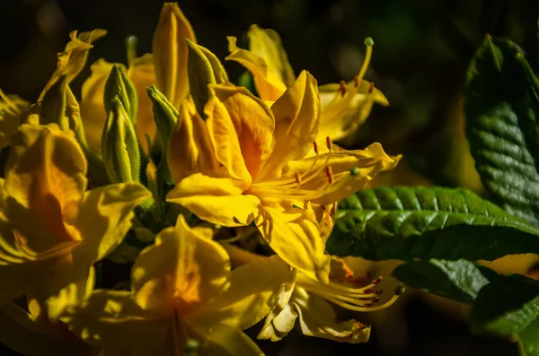 Vacker Azalea Blomma Blom — Stockfoto