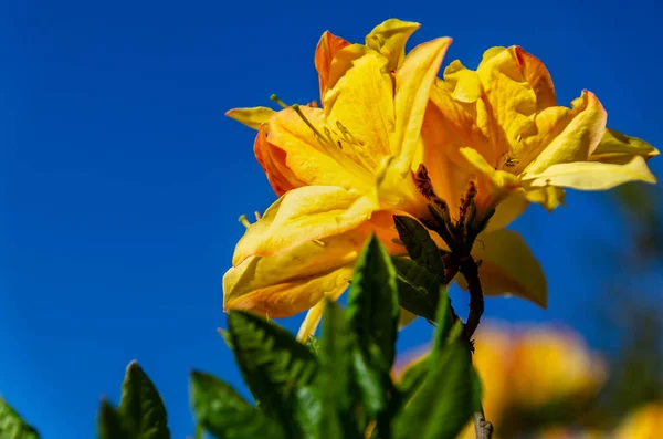 Krásná Azalka Květ Květu — Stock fotografie