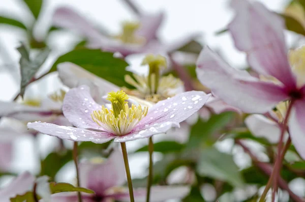 Hermoso Clematis Rosa Con Gotas Lluvia — Foto de Stock