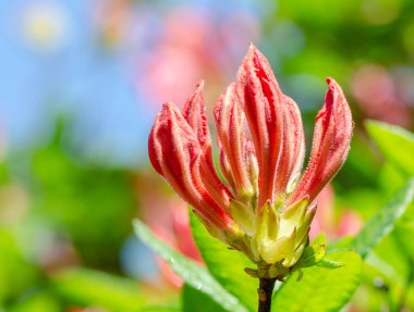 Azalea çiçeği açtı.
