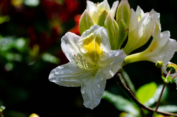 Цветок Азалии Цвету — стоковое фото