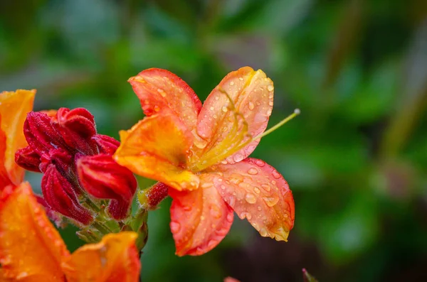 Květ Azalky Květu — Stock fotografie