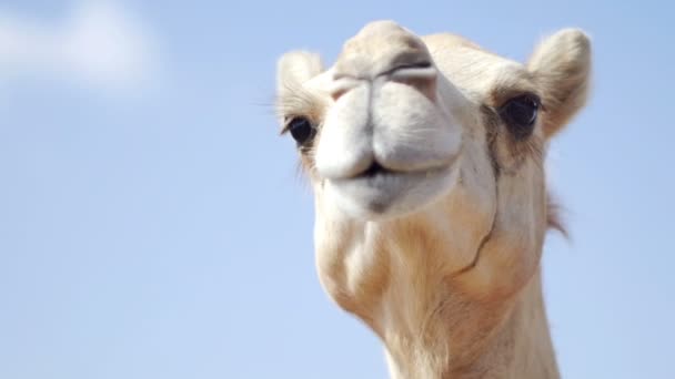 Video Cara Camello — Vídeos de Stock