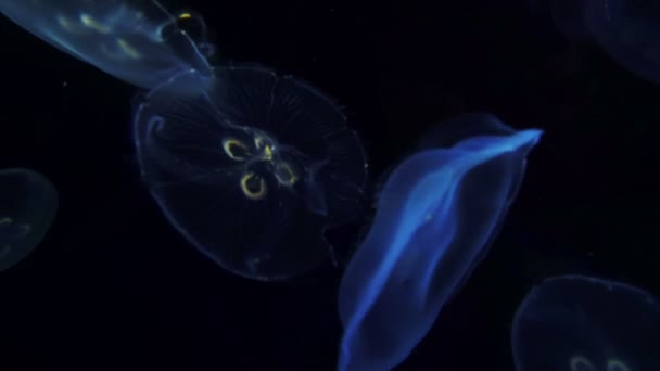 Медузи Глибокому Морі — стокове відео