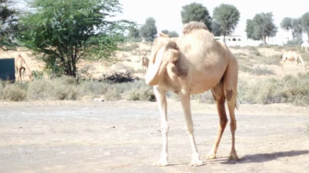 Video Camel Ensam — Stockvideo