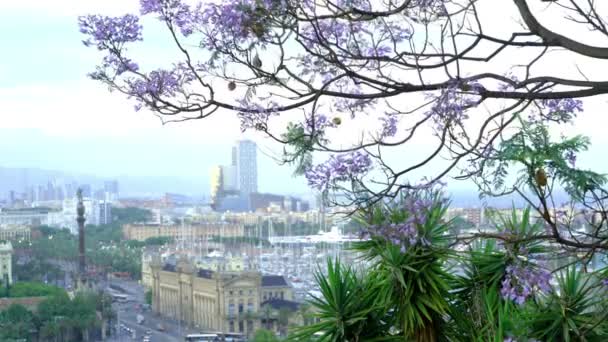 Barcelona Views Tree — Stock Video