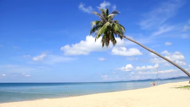 Strand Und Palme Timelpase — Stockvideo