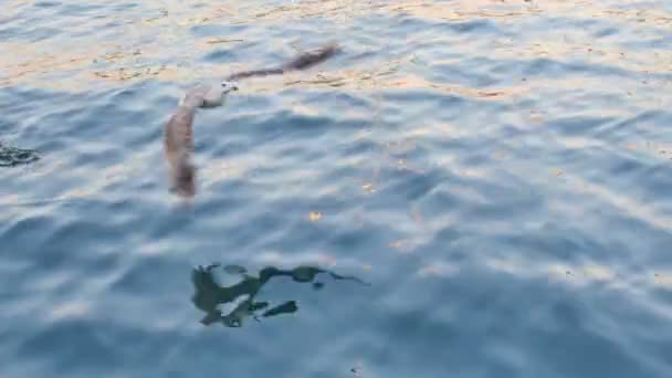 Sea Flying Bird — стоковое видео