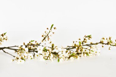 Beyaz izole çiçekleri ile şube