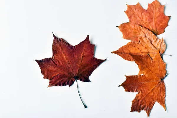Autumn Colorful Still Life Maple Leaves School Canada Day Leaves — Stock Photo, Image
