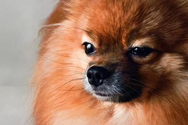 Beautiful fluffy dog breed Spitz closeup on a white background.