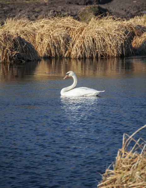 Cisne Solitário Procurando Casal — Fotografia de Stock