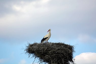 Tüm ihtişamıyla güçlü leylek