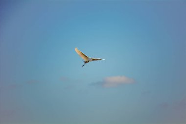 Güzel beyaz balıkçıl uçuyor