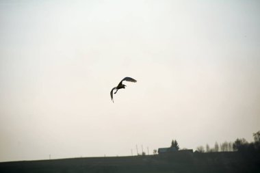 Güzel beyaz balıkçıl uçuyor