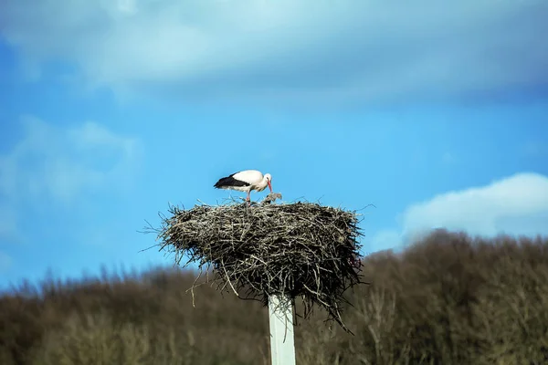 Kraftfull Stork All Sin Glans — Stockfoto
