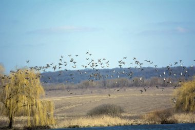 Ördek göle göç ediyor.