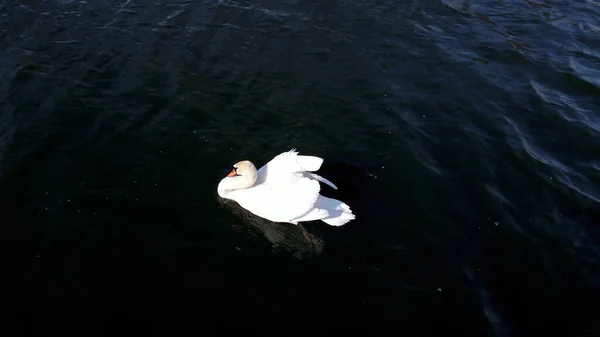 Encantador Cisne Poderoso Flutua Lago — Fotografia de Stock
