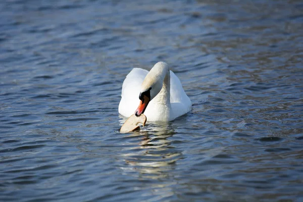 Encantador Cisne Poderoso Flota Lago — Foto de Stock