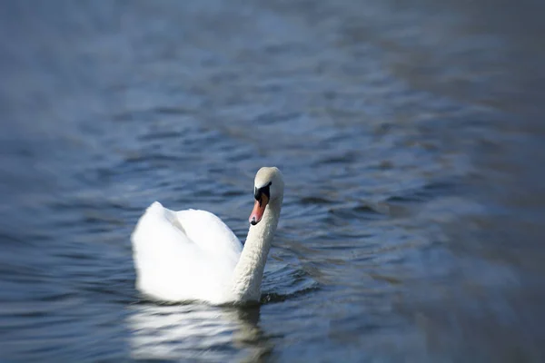 Очаровательный Мощный Лебедь Плавает Озеру — стоковое фото