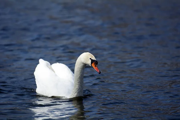Encantador Cisne Poderoso Flota Lago — Foto de Stock