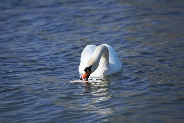 Charming Powerful Swan Floats Lake — Stock Photo, Image