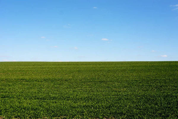 Green Field Blue Sky — Stock Photo, Image