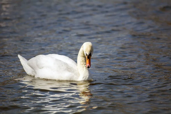 Encantador Cisne Poderoso Flota Lago — Foto de Stock