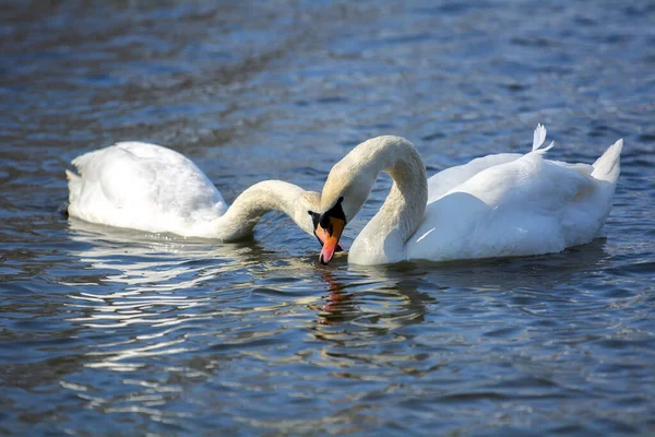 Encantador Cisne Poderoso Flota Lago — Foto de Stock