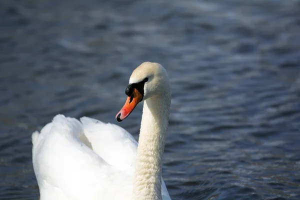 Encantador Cisne Poderoso Flota Lago — Foto de Stock