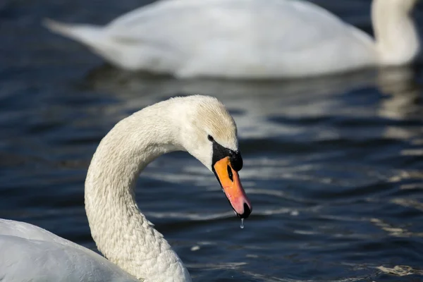 Encantador Cisne Poderoso Flota Lago — Foto de Stock