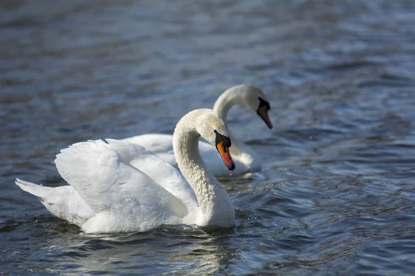 Encantador Cisne Poderoso Flota Lago — Foto de Stock