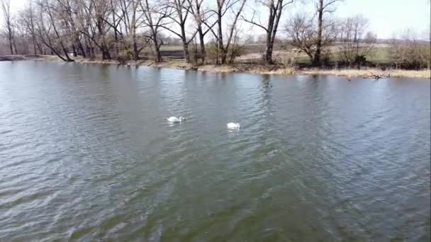 Encantador Cisne Poderoso Flota Lago — Vídeos de Stock