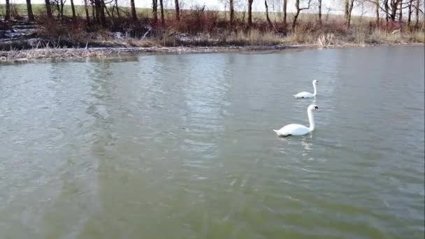 Ein Charmanter Mächtiger Schwan Schwimmt Auf Dem See — Stockvideo