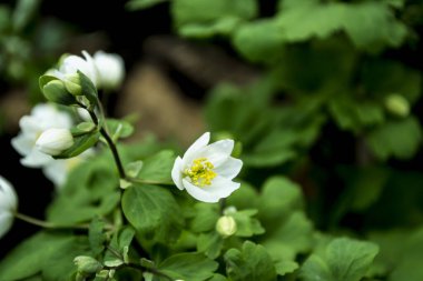 Baharın gelmesiyle ilk orman çiçekleri açıyor, beyaz çiçek.