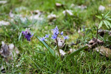 Bahar ormanı güzel çiçek mor