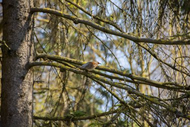 Ormandaki ağaçlardaki kuş