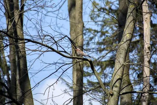 Oiseau Dans Les Arbres Forêt — Photo