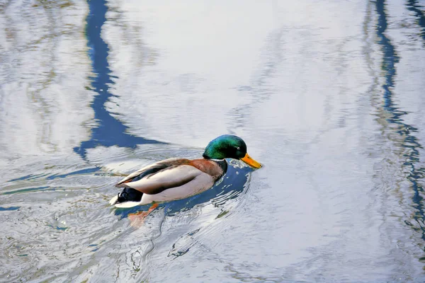 Pato Água — Fotografia de Stock