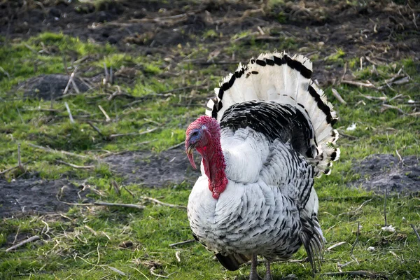 Krůtí Peří Svěží Peří — Stock fotografie