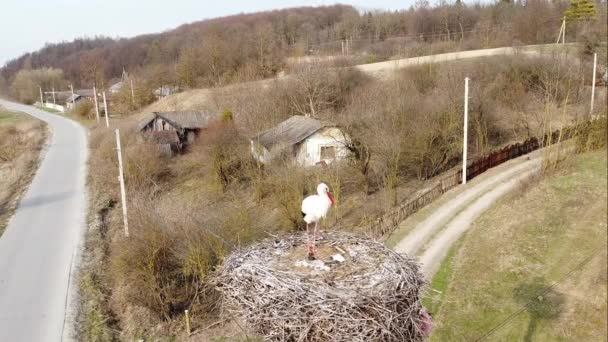 Großer Storch Nest — Stockvideo