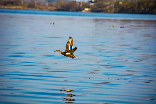 Göldeki Ördekler — Stok fotoğraf